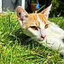 animal, cat, close_up, curious, daylight, ears, eyes, feline, garden, grass, greenery, nature, orange_and_white_cat, outdoor, peaceful, pet, relaxing, soft_focus_background, sunlight, whiskers