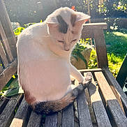 Rey participe au concours pour gagner de l'argent avec cette photo : animal, brown_patch, cat, cute, daylight, domestic_animal, feline, fur, garden, greenery, nature, outdoor, pet, relaxed, shadow, sitting, sunlight, tail, white_cat, wooden_chair