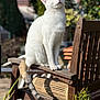 Rey a rejoint le concours — aidez-le/la à gagner de superbes lots ! animal, calm, cat, daylight, domestic_cat, feline, garden, greenery, looking_up, nature, outdoor, peaceful, pet, plant, sitting, sunlight, tail, white_cat, wood, wooden_chair