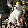 cat, white_cat, animal, pet, outdoor, wooden_chair, sunlight, tail, feline, domestic_cat, sitting, garden, nature, daylight, mammal, fur, whiskers, quiet, relaxed, looking_away