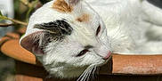 Rey participe au concours pour gagner de l'argent avec cette photo : animal, cat, closeup, domestic_cat, ears, feline, fur, garden, head, nature, outdoor, pet, relaxed, resting, side_view, sleepy, sunlight, terracotta_pot, whiskers, white_cat