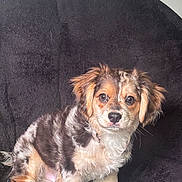Rocky is registered to the contest to win money with this photo: puppy, dog, pet, animal, fluffy, sitting, portrait, brown, white, black, multicolored, floppy_ears, bright_eyes, fur, paws, tail, blanket, indoor, cute, companion