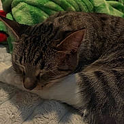 Nugget is registered to the contest to win money with this photo: cat, tabby_cat, sleeping, blanket, fleece_blanket, green_blanket, bed, cozy, fur, whiskers, pet, indoor, resting, closeup, animal, cute, relaxation, soft_texture, comfort, nap