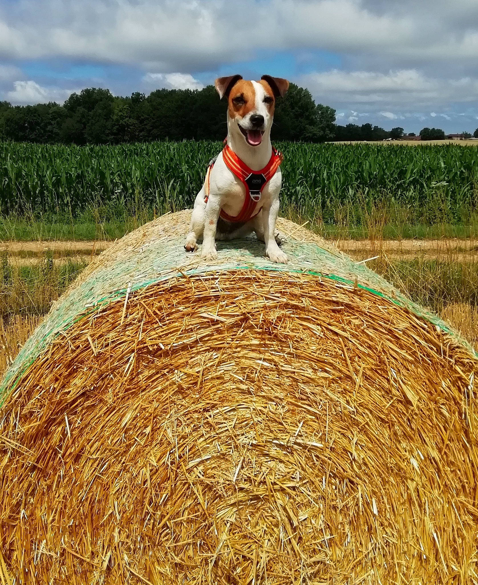 Pippa participe au concours pour gagner de l'argent avec cette photo : agriculture, carnivore, cloud, collar, companion_dog, dog, dog_breed, event, fawn, field, grass, grass_family, grassland, people_in_nature, plant, prairie, sky, sporting_group, tree, working_animal
