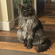 Smoky joined the competition — help win amazing prizes! cat, fluffy, long_hair, sitting, indoor, wooden_floor, curious, pet, feline, mane, domestic_animal, animal, fur, looking_up, cozy, home, attentive, cute, mammal, whiskers
