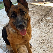 Rylloh a rejoint le concours — aidez-le/la à gagner de superbes lots ! dog, german_shepherd, pet, animal, tongue_out, ears_up, outdoor, patio, tiles, garden, birdcage, sunlight, waiting, cute, friendly, canine, mammal, sitting, brown, black