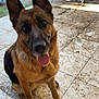 dog, german_shepherd, pet, animal, tongue_out, ears_up, outdoor, patio, tiles, garden, birdcage, sunlight, waiting, cute, friendly, canine, mammal, sitting, brown, black
