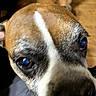 dog, close_up, brown_fur, white_stripe, face, eyes, curious, pet, animal, portrait, indoor, blurry_background, snout, canine, fur, whiskers, looking, expression, head, domestic_animal