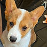 dog, puppy, corgi, close_up, ears, eyes, pet, animal, cute, indoor, toy, brown, white, fur, face, nose, looking_up, adorable, young, companion