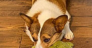 Izzy is registered to the contest to win money with this photo: animal, brown, corgi, cute, dog, domestic_animal, ears, expression, floor, fur, guarding, indoor, lying_down, pet, playful, plush_toy, snout, toy, white, wooden_floor
