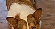 Izzy is registered to the contest to win money with this photo: animal, brown, canine, companion, corgi, cute, dog, domestic_animal, ears, expression, flooring, fur, indoor, looking_up, lying_down, pet, resting, side_eye, white, wooden_floor