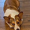 Izzy is registered to the contest to win money with this photo: dog, corgi, pet, animal, lying_down, wooden_floor, brown, white, ears, cute, looking_up, flooring, indoor, canine, fur, companion, domestic_animal, expression, resting, side_eye