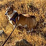 Izzy joined the competition — help win amazing prizes! dog, corgi, leash, harness, grass, field, outdoor, pet, animal, sunlight, nature, brown, white, small_dog, walking, alert, ears, fur, canine, standing