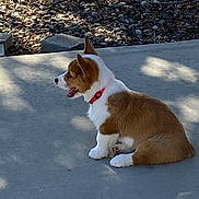 Izzy is registered to the contest to win money with this photo: dog, puppy, corgi, sitting, outdoor, concrete, collar, brown, white, pet, animal, sunlight, shadow, rock, garden, cute, small, fur, tongue, side_view