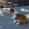 dog, puppy, corgi, sitting, outdoor, concrete, collar, brown, white, pet, animal, sunlight, shadow, rock, garden, cute, small, fur, tongue, side_view