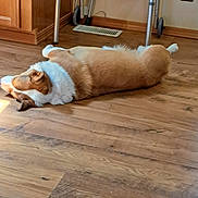 Izzy is registered to the contest to win money with this photo: dog, wooden_floor, indoor, sunlight, cabinet, crutches, resting, brown, white, pet, floor_vent, relaxing, animal, home, sleeping, paw, ear, nose, quiet, cozy