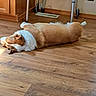 dog, wooden_floor, indoor, sunlight, cabinet, crutches, resting, brown, white, pet, floor_vent, relaxing, animal, home, sleeping, paw, ear, nose, quiet, cozy