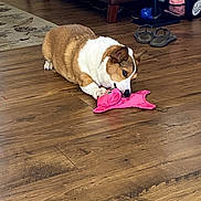 Izzy joined the competition — help win amazing prizes! brown_dog, chewing, corgi, cute, dog, flooring, furniture, home, indoor, living_room, pet, pet_toy, pink_toy, playful, plush_toy, slippers, small_dog, toy, white_fur, wooden_floor