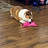 brown_dog, chewing, corgi, cute, dog, flooring, furniture, home, indoor, living_room, pet, pet_toy, pink_toy, playful, plush_toy, slippers, small_dog, toy, white_fur, wooden_floor
