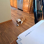 Izzy is registered to the contest to win money with this photo: dog, wooden_floor, kitchen, cabinet, dishwasher, chair, paper, table, relaxed, indoor, pet, brown_dog, white_dog, flooring, domestic, home, furniture, resting, household, quiet