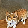 animal, brown_fur, canine, carpet, collar, companion, corgi, cute, dog, domestic, ears, furry, house, indoor, looking_up, pet, purple_tag, short_legs, white_fur, wooden_floor