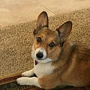 Kona is registered to the contest to win money with this photo: animal, brown, canine, carpet, companion, corgi, cute, dog, domestic_animal, ears, face, floor, fur, home, indoor, looking, lying, paw, pet, white