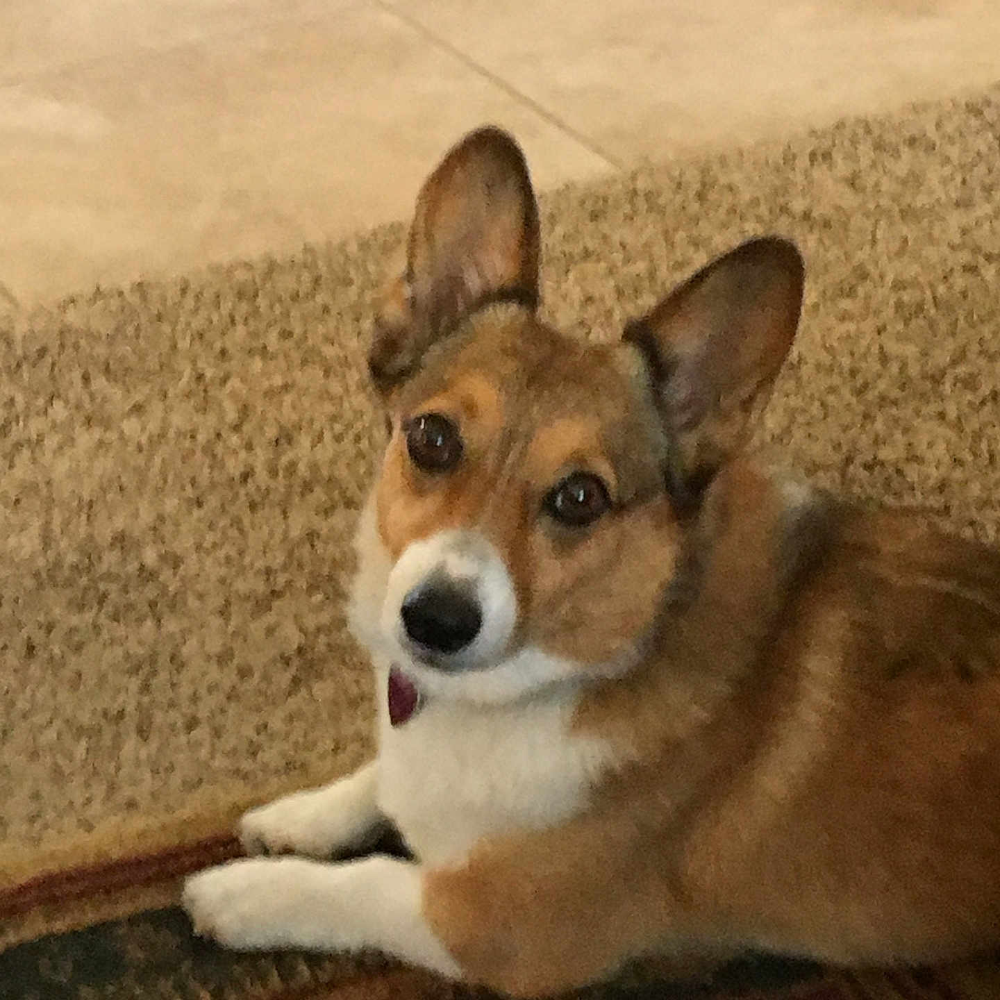 Kona