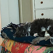 Aiden is registered to the contest to win money with this photo: cat, gray_cat, white_paws, cushion, quilt, floral_pattern, indoor, furniture, drawer, relaxed, pet, animal, lying_down, cozy, resting, bedroom, colorful, soft_texture, domestic_cat, household