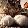 Nebula is registered to the contest to win money with this photo: cat, close_up, paws, indoor, furniture, orange_bag, relaxed, fur, whiskers, nose, ears, focus, background_blur, cozy, pet, animal, mammal, domestic, portrait, cute