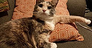 Nebula joined the competition — help win amazing prizes! animal, cat, couch, cute, domestic, feline, fur, gray, home, household, indoor, mammal, orange, pet, pillow, relaxed, resting, stretching, tabby, whiskers