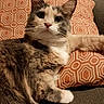 Nebula joined the competition — help win amazing prizes! cat, feline, pet, animal, indoor, couch, pillow, orange, gray, fur, whiskers, relaxed, stretching, household, home, cute, tabby, domestic, mammal, resting