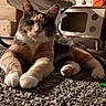 cat, calico_cat, carpet, indoor, furniture, chair, cardboard_boxes, pet, paw, relaxed, curious, home, playhouse, floor, orange_bag, toy, whiskers, ears, muzzle, closeup