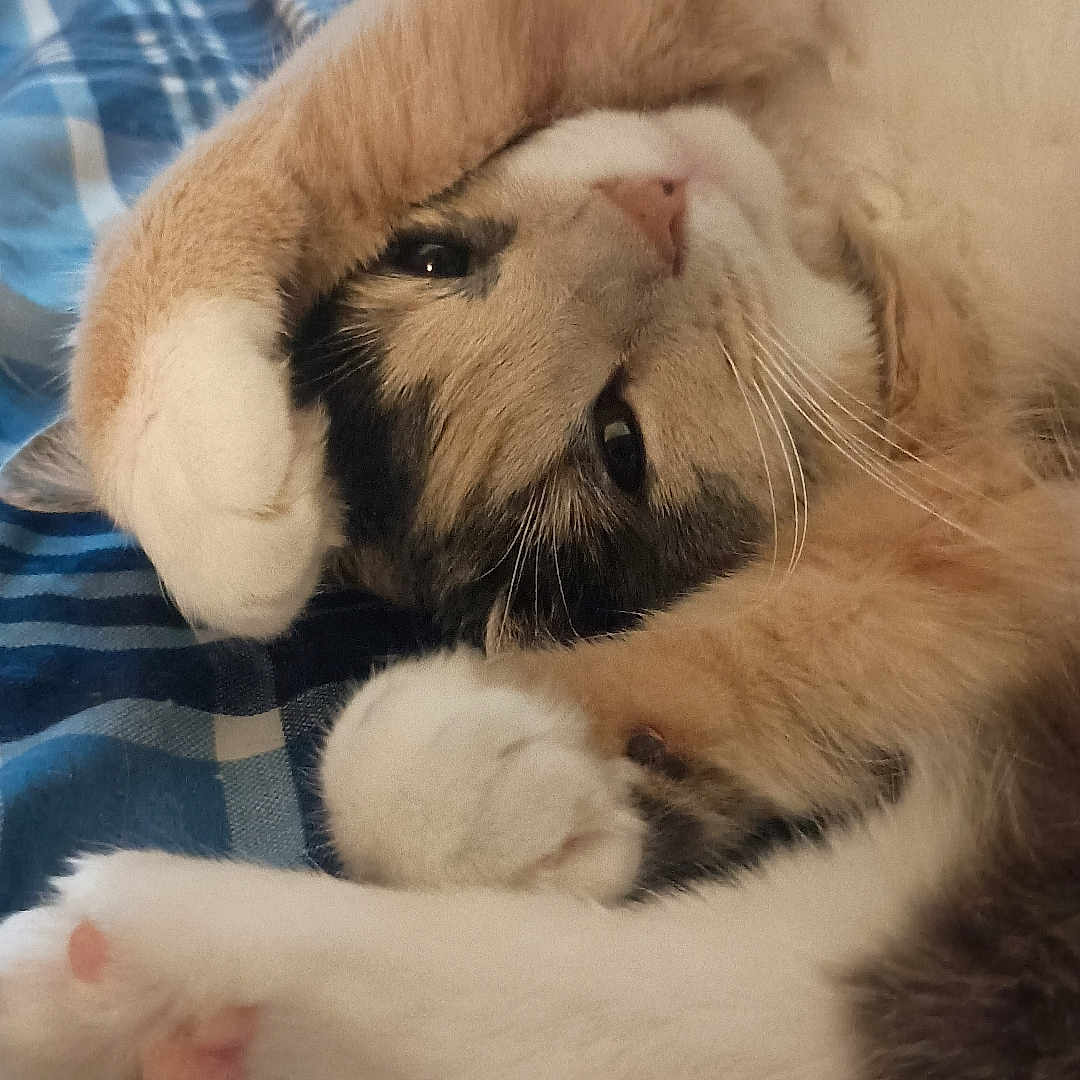 Nebula is registered to the contest to win money with this photo: cat, paw, sleepy, cute, feline, bed, blanket, striped, fur, relaxed, cozy, whiskers, pink_paw_pads, indoor, pet, animal, resting, closeup, soft, domestic_cat