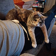 Nebula joined the competition — help win amazing prizes! cat, person, couch, indoor, relaxing, stretching, furniture, carpet, socks, sweatpants, sweatshirt, bookshelf, shoes, living_room, cozy, pet, orange_cat, gray_cat, tabby_cat, resting