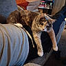 cat, person, couch, indoor, relaxing, stretching, furniture, carpet, socks, sweatpants, sweatshirt, bookshelf, shoes, living_room, cozy, pet, orange_cat, gray_cat, tabby_cat, resting