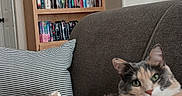 Nebula joined the competition — help win amazing prizes! cat, calico_cat, couch, blanket, pillow, bookshelf, books, foot, living_room, furniture, cozy, indoor, pet, animal, relaxing, striped_pillow, wooden_bookshelf, domestic_cat, home, fur