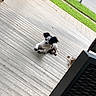 Kash joined the competition — help win amazing prizes! dog, puppy, black_and_white, small_dog, sitting, paws, floppy_ears, outdoor, deck, wooden_deck, patio, grass, driveway, residential, daylight, pet, cute, looking_at_camera, portrait, tilted_composition
