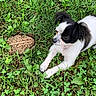 Kash joined the competition — help win amazing prizes! puppy, dog, toad, frog, grass, clover, outdoor, garden, black_and_white, white_fur, black_fur, animal, pet, wildlife, lying_down, portrait, close_up, nature, greenery, playful