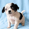 puppy, dog, black_and_white, small_dog, standing, portrait, blue_background, blanket, fluffy, fur, cute, adorable, eyes,  floppy_ears, tail, paws, pet, animal, studio_photo, close_up
