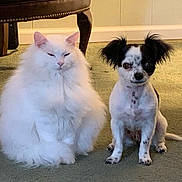 Kash is registered to the contest to win money with this photo: cat, dog, pets, animal, fluffy, white_cat, small_dog, black_and_white, sitting, indoors, carpet, floor, chair, furniture, tile_wall, pet_portrait, companion_animals, long_fur, pointed_ears, funny_expression