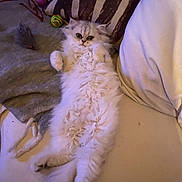 Aston participe au concours pour gagner de l'argent avec cette photo : cat, fluffy, white, lying_down, couch, pillow, toy, relaxed, pet, indoor, furniture, cozy, animal, cute, fur, playful, home, resting, whiskers, small