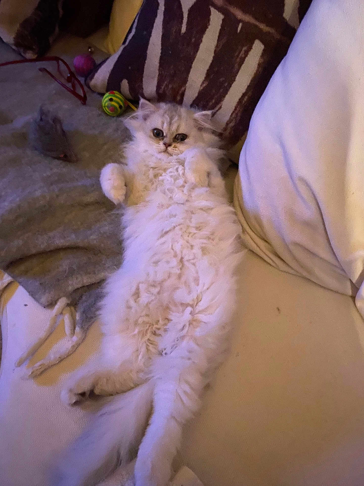 Aston participe au concours pour gagner de l'argent avec cette photo : cat, fluffy, white, lying_down, couch, pillow, toy, relaxed, pet, indoor, furniture, cozy, animal, cute, fur, playful, home, resting, whiskers, small