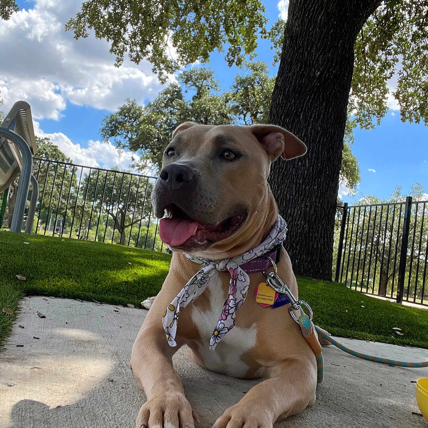 Suzie joined the competition — help win amazing prizes! animal, architecture, building, canine, dog, grass, grove, hound, land, nature, outdoors, park, pet, plant, puppy, shelter, summer, tree, vegetation, woodland