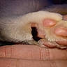 cat_paw, close_up, pink_pads, feline, fur, hand, touch, pet, animal, soft, cute, domestic_cat, macro, detail, paw, skin, fingers, resting, cozy, intimate