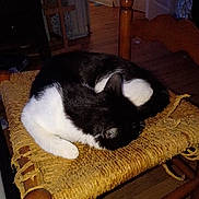Akiro joined the competition — help win amazing prizes! animal, black_and_white, cat, chair, cozy, curled_up, dim_lighting, domestic, fur, furniture, home, indoor, pet, quiet, relaxed, resting, sleeping, straw, wooden, worn