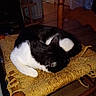 cat, black_and_white, sleeping, chair, worn, straw, indoor, wooden, furniture, cozy, pet, animal, resting, fur, domestic, quiet, home, relaxed, curled_up, dim_lighting
