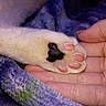 cat_paw, cat, paw_pad, heart_shape, hand, human_hand, close_up, feline, pet, cute, cozy, soft, blanket, animal, pink_pads, white_fur, touch, comfort, warmth, resting