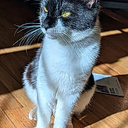 Akiro is registered to the contest to win money with this photo: cat, black_and_white, indoor, wooden_floor, sunlight, pet, animal, whiskers, ears, fur, sitting, domestic_cat, yellow_eyes, quiet, calm, shadow, feline, close_up, household, portrait