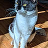cat, black_and_white, indoor, wooden_floor, sunlight, pet, animal, whiskers, ears, fur, sitting, domestic_cat, yellow_eyes, quiet, calm, shadow, feline, close_up, household, portrait