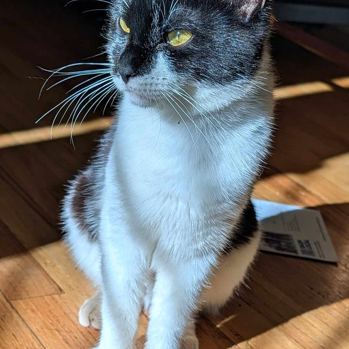 Akiro is registered to the contest to win money with this photo: cat, black_and_white, indoor, wooden_floor, sunlight, pet, animal, whiskers, ears, fur, sitting, domestic_cat, yellow_eyes, quiet, calm, shadow, feline, close_up, household, portrait